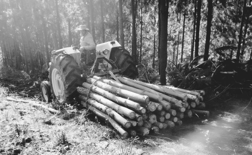 Faena de madereo con tractor en el bosque, años 80